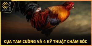 Cựa Tam Cường
