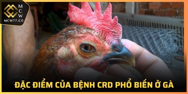 Đặc điểm của bệnh CRD phổ biến ở gà