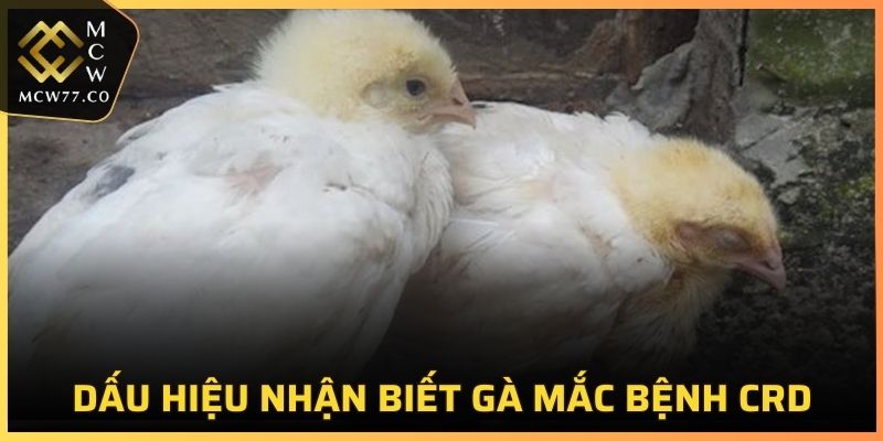 Dấu hiệu nhận biết gà mắc bệnh CRD