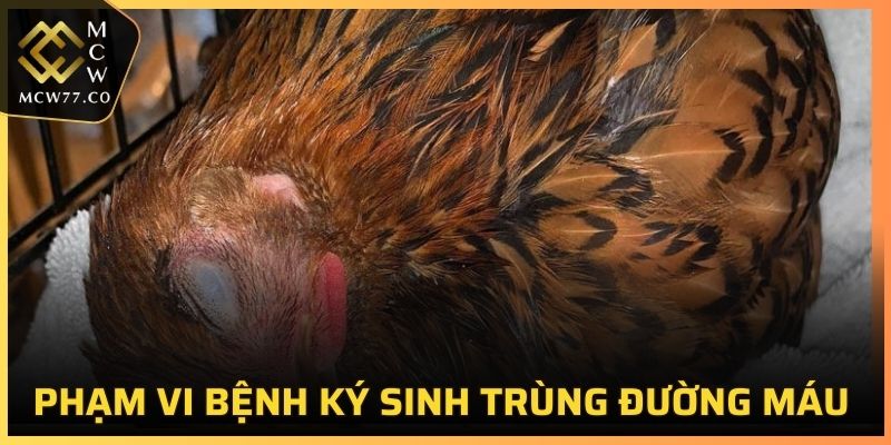 Phạm vi bệnh ký sinh trùng đường máu