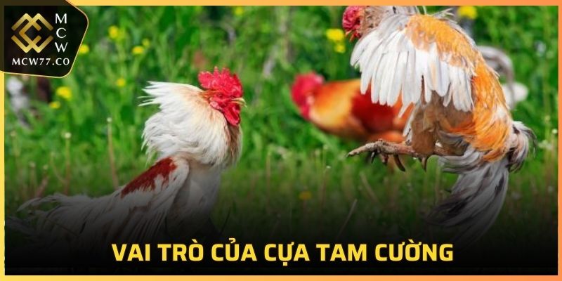 Vai trò của cựa Tam Cường